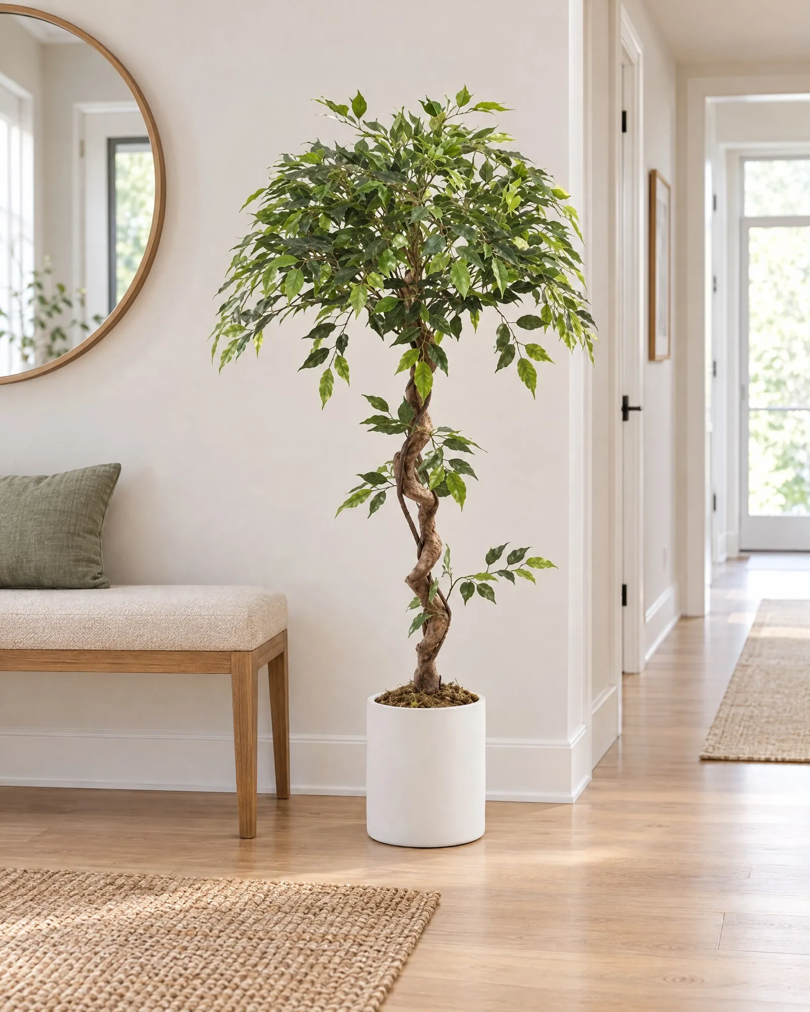 Ficus Tree 120 cm – twisted trunk styled in an interior — Neon Jungle Studios