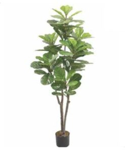Fiddle Leaf Fig Tree 160 cm – Neon Jungle Studios