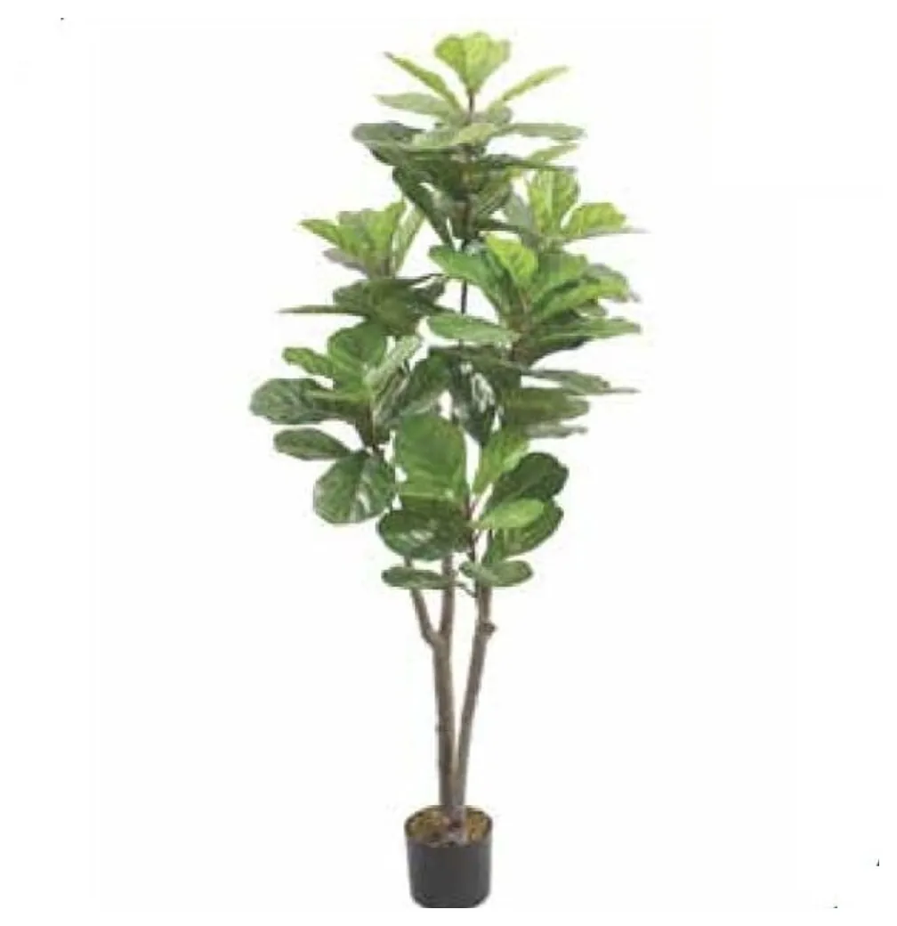 Fiddle Leaf Fig Tree 160 cm – Neon Jungle Studios