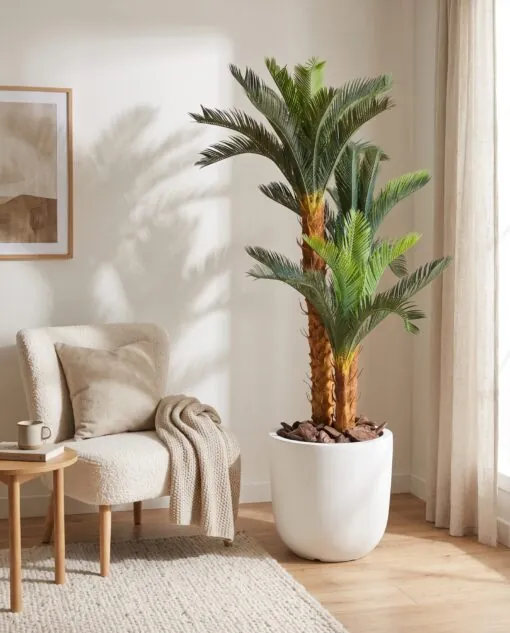 Holland Cycas 160 cm 3 Trunks - Sago styled in an interior — Neon Jungle Studios