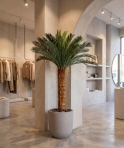 Holland Cycas Palm 160 cm - Sago styled in an interior — Neon Jungle Studios