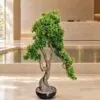 Kyoto Podacarpus Bonsai 110 cm styled in an interior — Neon Jungle Studios