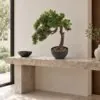 Leafy Cascade Bonsai 64 cm styled in an interior — Neon Jungle Studios