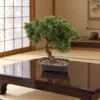 Leafy Pine Bonsai 45 cm styled in an interior — Neon Jungle Studios