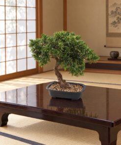 Leafy Pine Bonsai 45 cm styled in an interior — Neon Jungle Studios