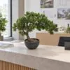 Leafy Pine Bonsai 50 cm styled in an interior — Neon Jungle Studios