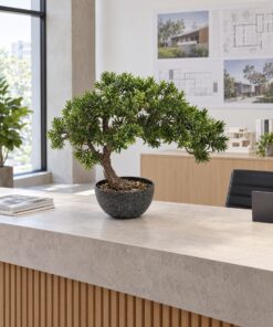 Leafy Pine Bonsai 50 cm styled in an interior — Neon Jungle Studios