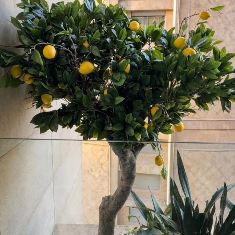 lemon tree on a natural trunk — sunny balcony, Lebanon — installation by Neon Jungle Studios