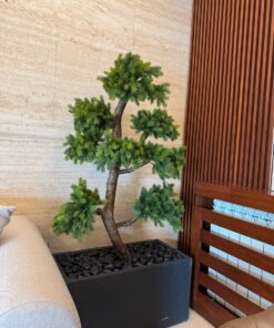 Pine Bonsai in a black planter