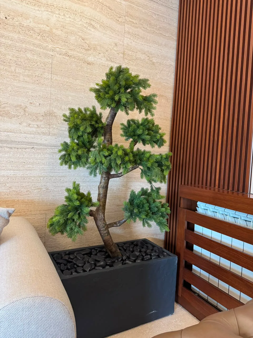 Pine Bonsai in a black planter