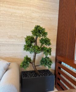 Pine Bonsai in a black planter – view 2