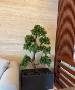 Pine Bonsai in a black planter – view 2