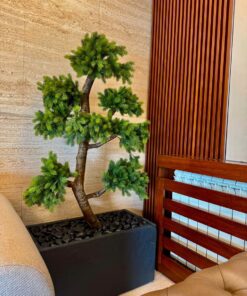 Pine Bonsai in a black planter – view 3