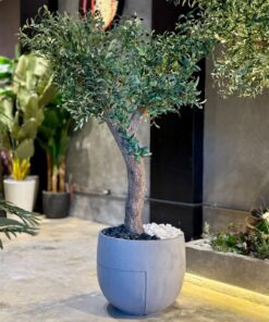 Olive Tree in a grey round planter