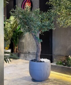 Olive Tree in a grey round planter – view 2