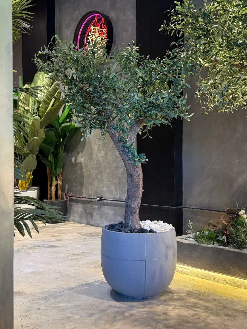 Olive Tree in a grey round planter – view 2