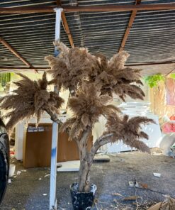 Pampas Tree, brown plumes – view 2