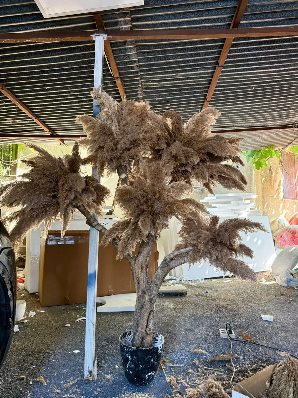 Pampas Tree, brown plumes – view 2