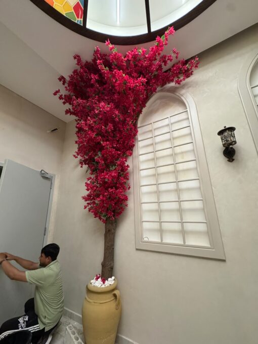 Bougainvillea Tree, red, for a tall wall