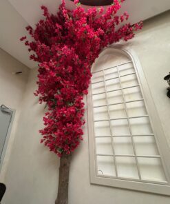 Bougainvillea Tree, red, for a tall wall – view 2