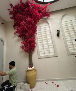 Bougainvillea Tree, red, for a tall wall – view 3