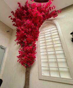 Bougainvillea Tree, red, for a tall wall – view 4