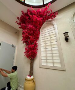 Bougainvillea Tree, red, for a tall wall – view 5