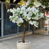White Cherry Blossom Tree in a cream planter