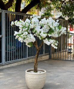 White Cherry Blossom Tree in a cream planter