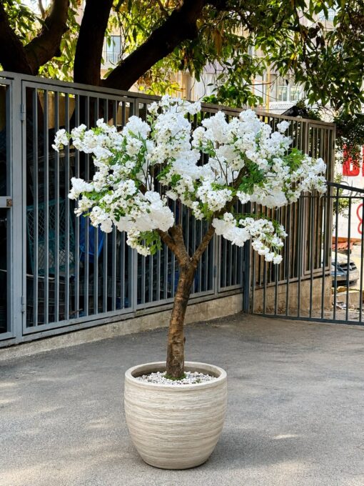 White Cherry Blossom Tree in a cream planter