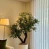 Olive Tree in a white ridged planter
