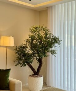 Olive Tree in a white ridged planter