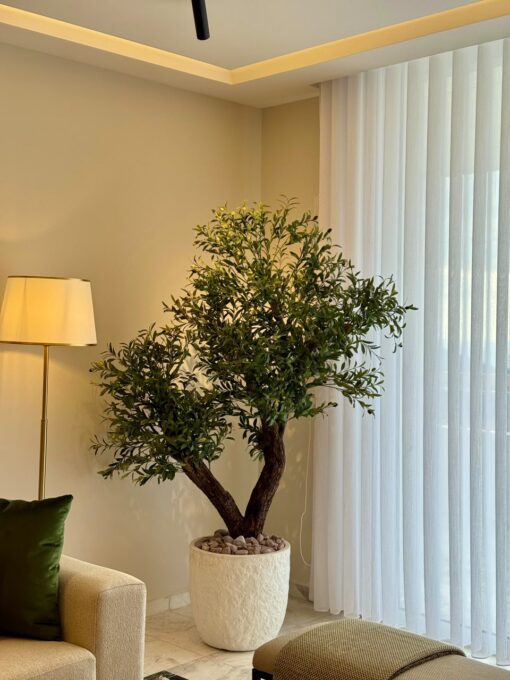 Olive Tree in a white ridged planter