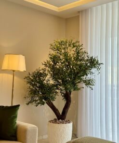 Olive Tree in a white ridged planter – view 2