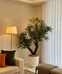Olive Tree in a white ridged planter – view 3