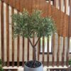 Olive Tree in a grey round planter, wood slats