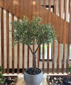 Olive Tree in a grey round planter, wood slats