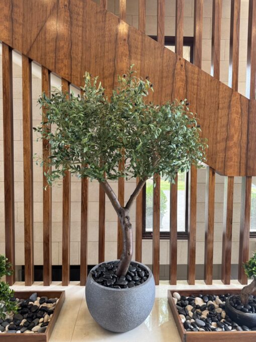 Olive Tree in a grey round planter, wood slats