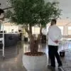 Grand Olive Tree in a grey round planter