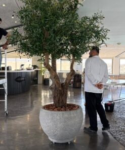 Grand Olive Tree in a grey round planter