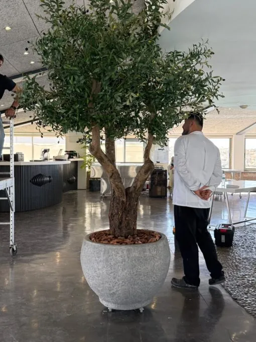 Grand Olive Tree in a grey round planter