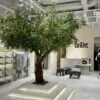 Grand Olive Tree on a lit plinth