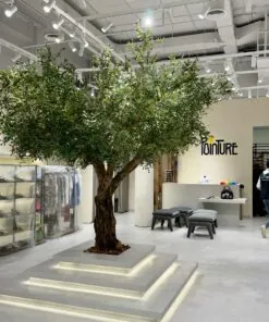 Grand Olive Tree on a lit plinth