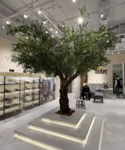 Grand Olive Tree on a lit plinth – view 2