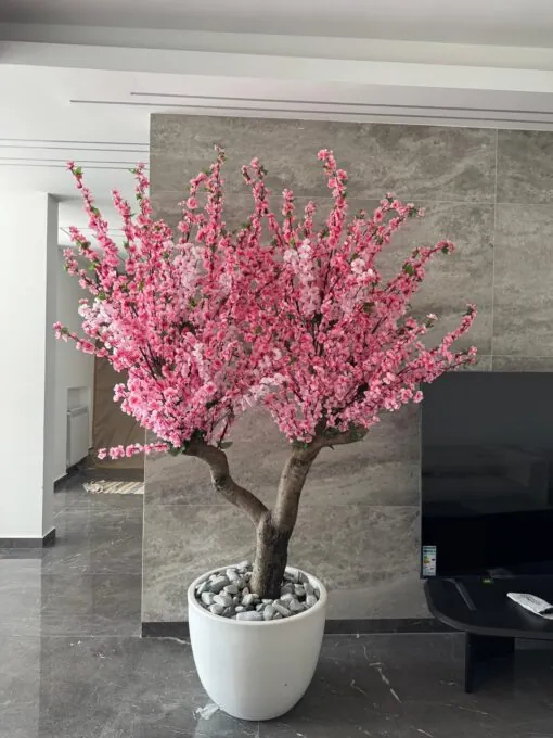 Cherry Blossom in a white round planter, office