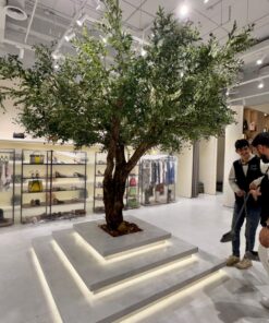Grand Olive Tree on a lit plinth – view 3