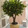 Lemon Tree in a beige urn, indoor