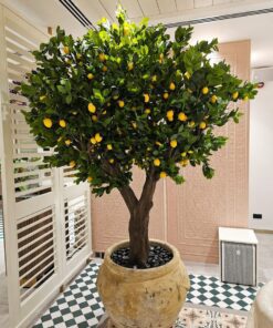 Lemon Tree in a beige urn, indoor