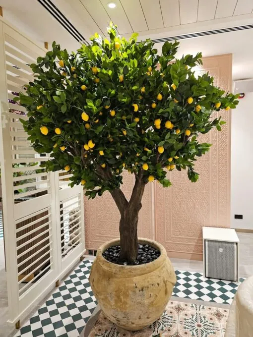 Lemon Tree in a beige urn, indoor