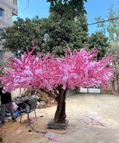 Grand Cherry Blossom Tree, outdoor